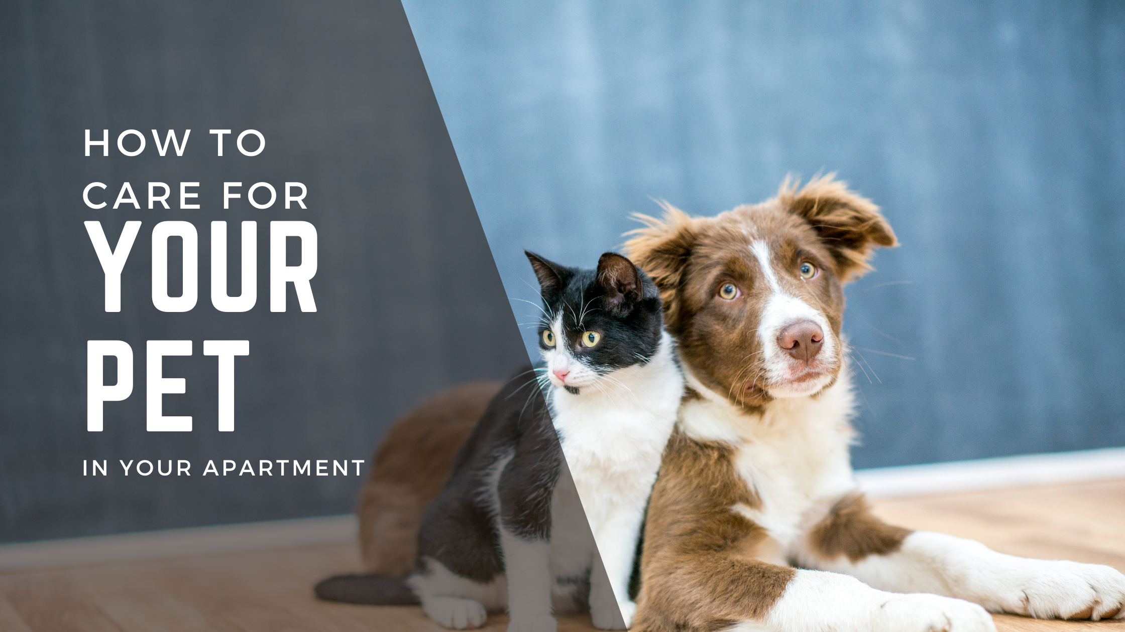 How to Care For Your Pet In Your Apartment